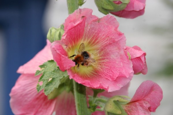 Wildbiene in Stockrose